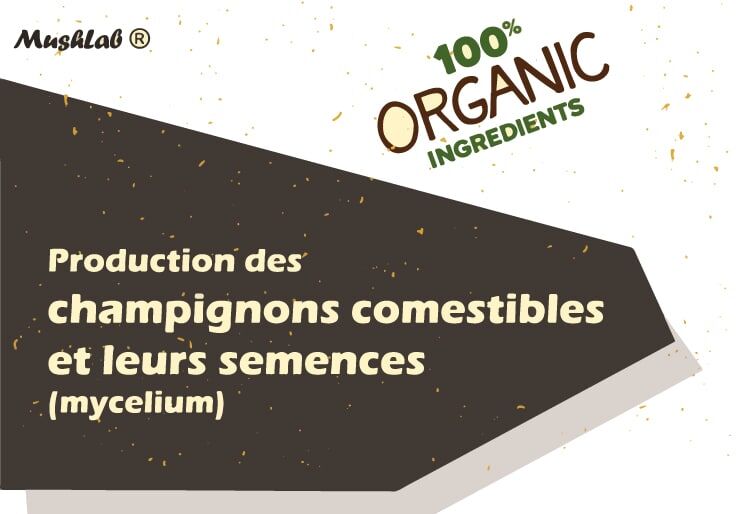 Mushlab Anass ait safar production champignons maroc mycélium spawn